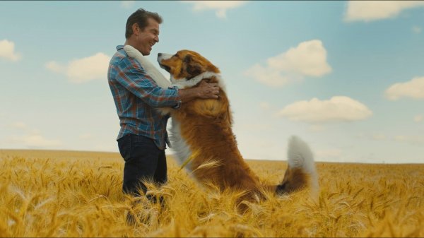 A Dog's Journey (2019) movie photo - id 505252