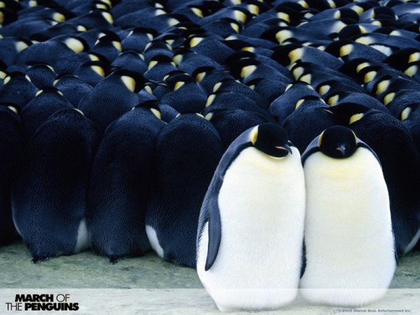March of the Penguins (2005) movie photo - id 5359