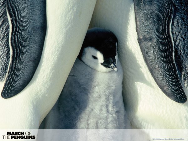 March of the Penguins (2005) movie photo - id 5360