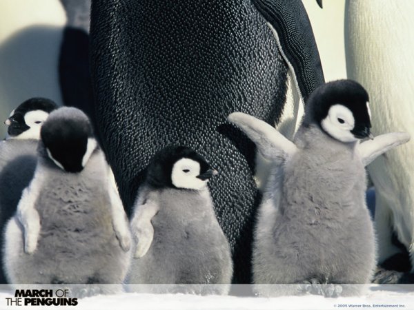 March of the Penguins (2005) movie photo - id 5361