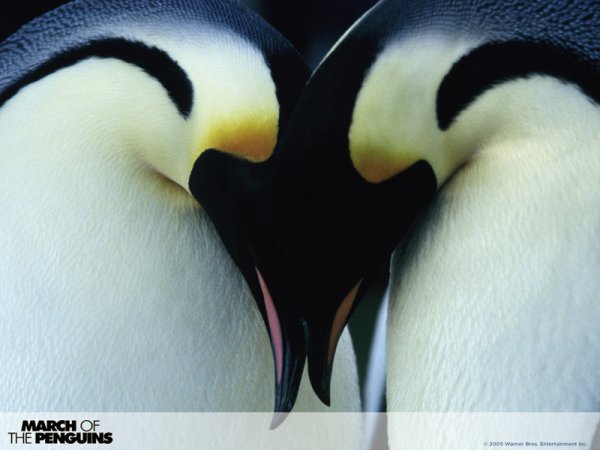March of the Penguins (2005) movie photo - id 5362
