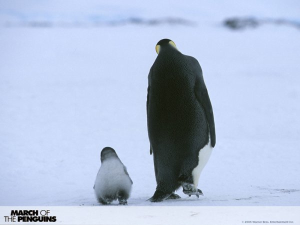March of the Penguins (2005) movie photo - id 5363