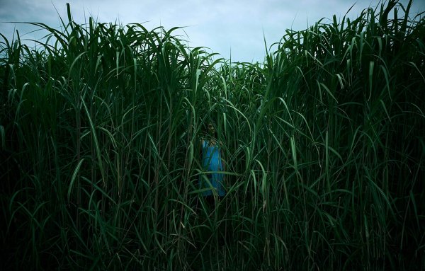 In The Tall Grass (2019) movie photo - id 540117