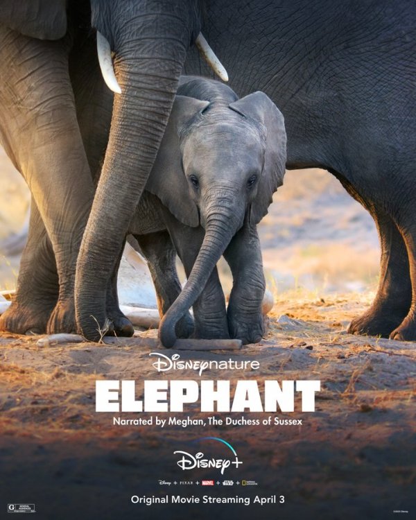Elephants (2020) movie photo - id 555265