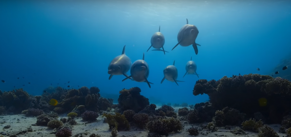 Dolphin Reef (2020) movie photo - id 555274