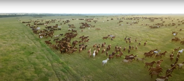 The Mustangs: America's Wild Horses (2021) movie photo - id 609928