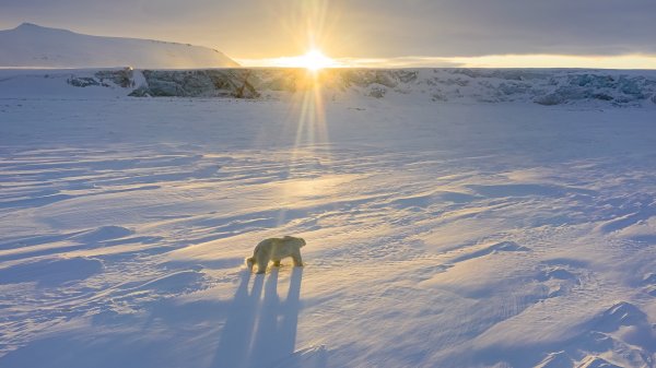 Polar Bear (2022) movie photo - id 623216