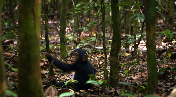 Chimpanzee (2012) movie photo - id 66902