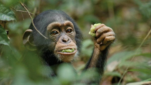 Chimpanzee (2012) movie photo - id 83389