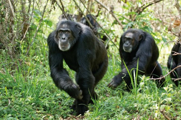 Chimpanzee (2012) movie photo - id 83390