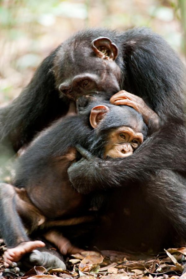 Chimpanzee (2012) movie photo - id 83392