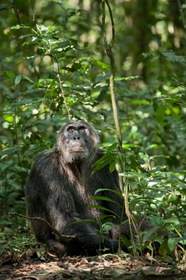 Chimpanzee (2012) movie photo - id 87439