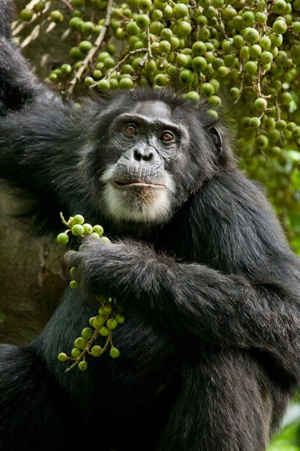 Chimpanzee (2012) movie photo - id 87440
