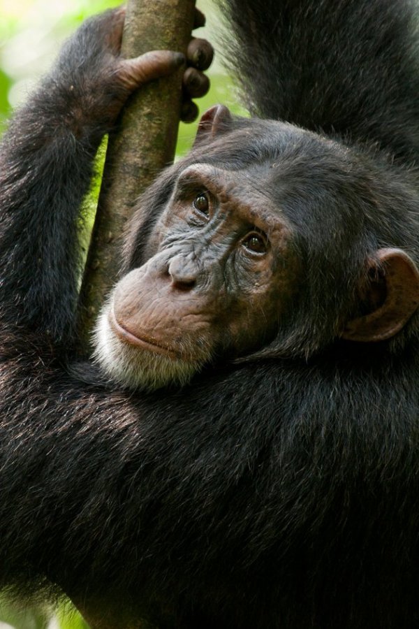 Chimpanzee (2012) movie photo - id 87441