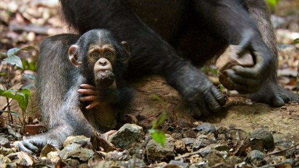 Chimpanzee (2012) movie photo - id 87443