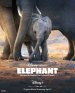 Elephants poster