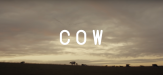 Cow movie image 621681