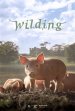 Wilding poster