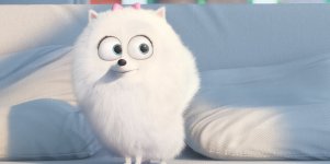 The Secret Life of Pets photo