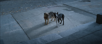 Strays movie image 722911