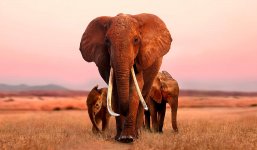The Elephant Queen movie image 541350