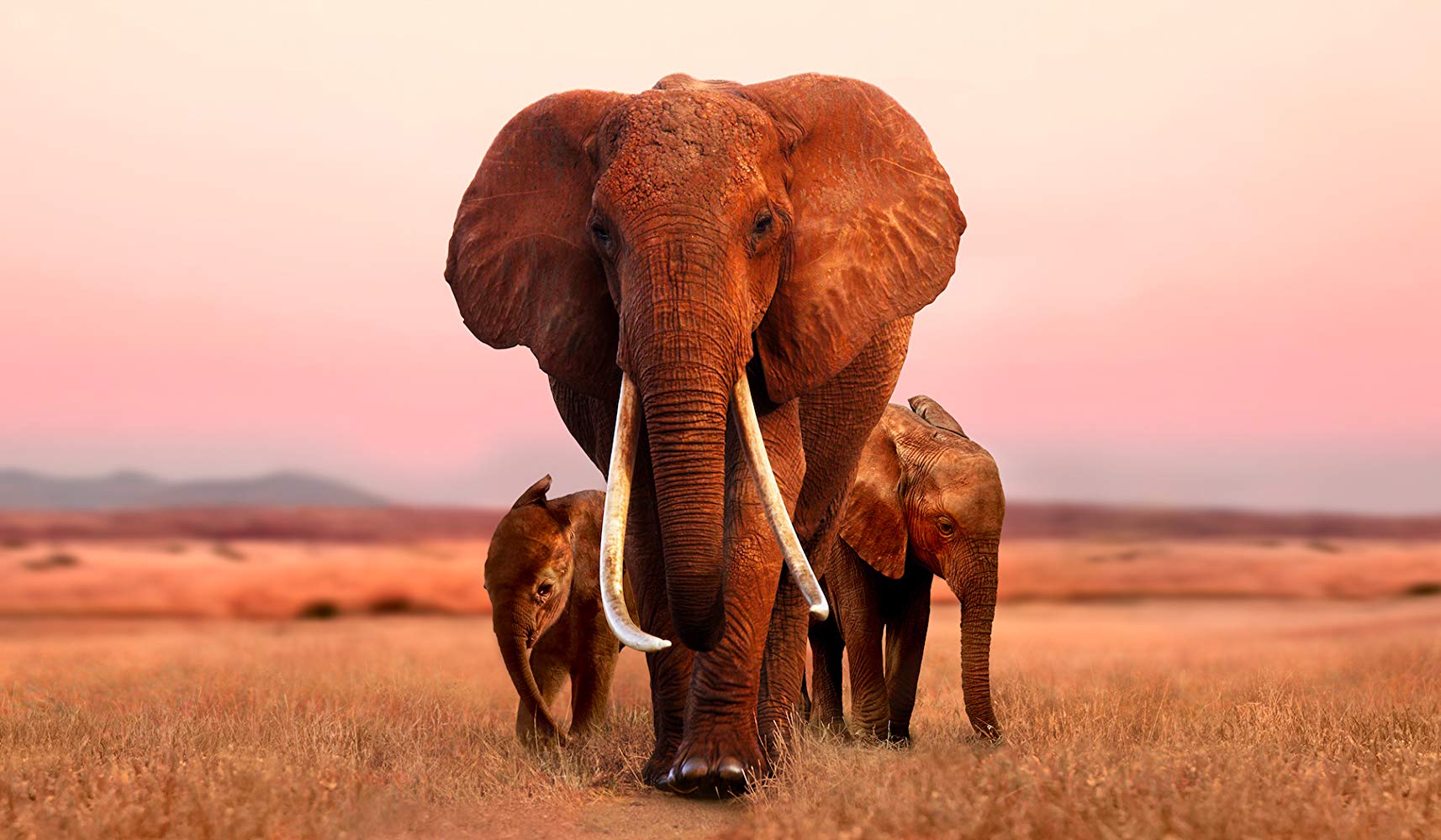 The Elephant Queen — movie still