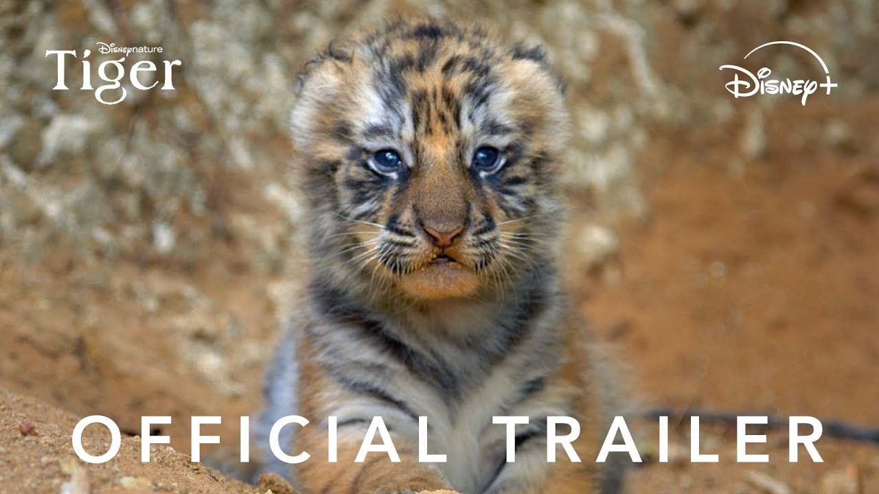 watch Tiger Official Trailer