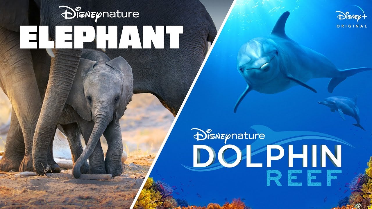 watch Dolphin Reef Official Trailer
