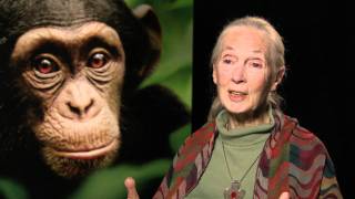 See Chimpanzee, Save Chimpanzees 