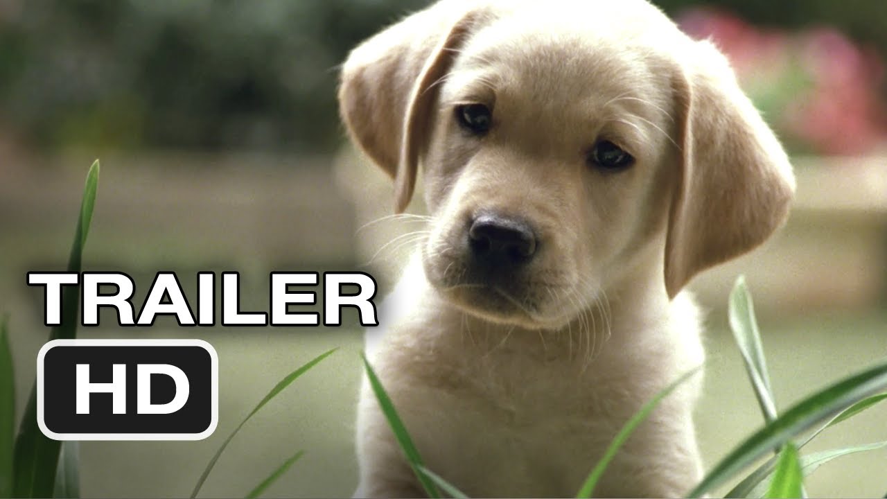 watch Quill: The Life of a Guide Dog Theatrical Trailer