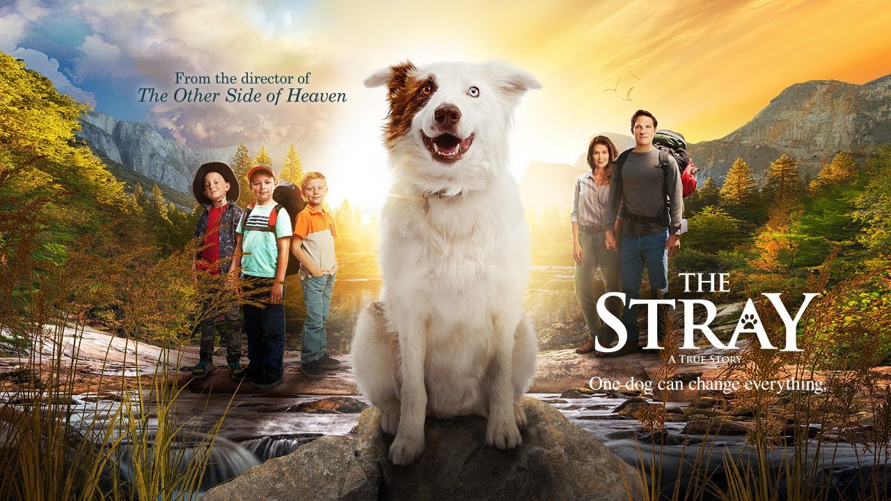 watch The Stray Theatrical Trailer