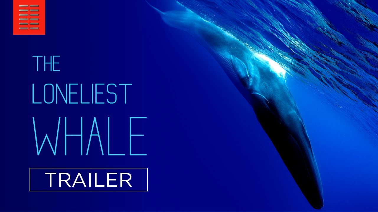 watch The Loneliest Whale: The Search for 52 Official Trailer