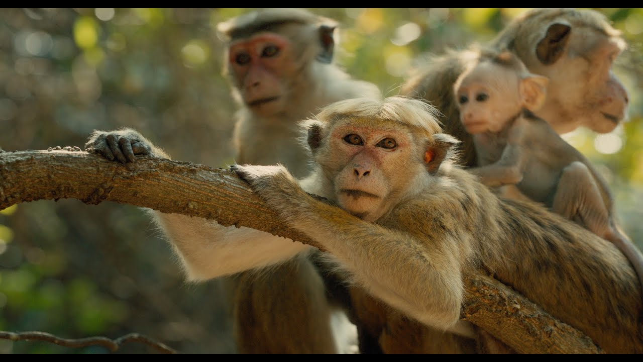 watch Monkey Kingdom Theatrical Trailer #2