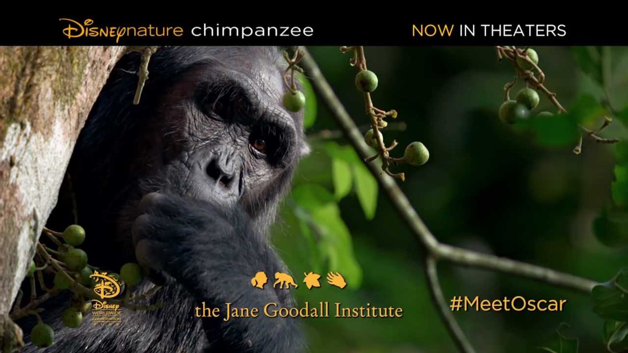 watch Chimpanzee TV Spot: Review