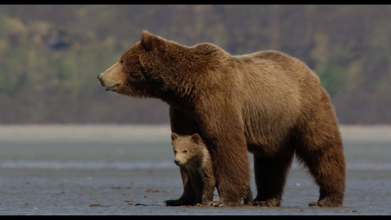 watch Bears Theatrical Trailer