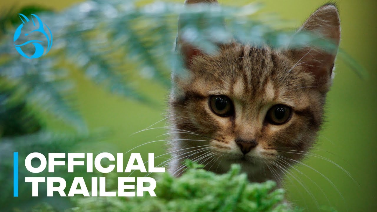 watch A Cat's Life Official Trailer