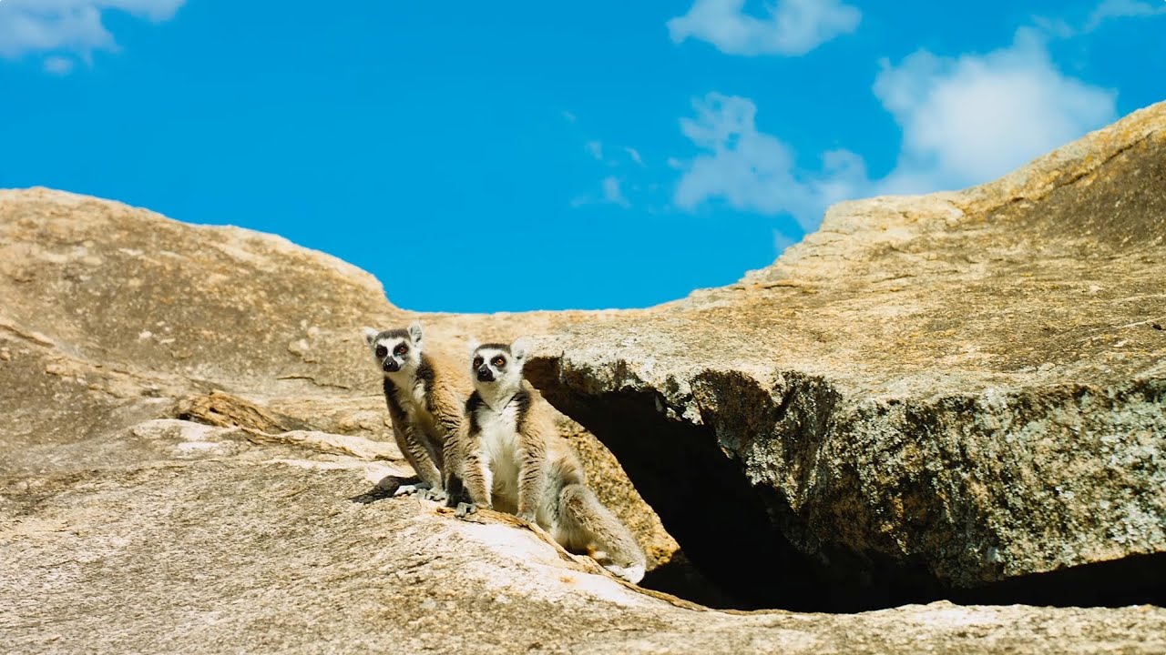 watch Island Of Lemurs: Madagascar Theatrical Trailer