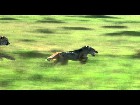 watch African Cats Video Clip: 'Chasing a Dog'