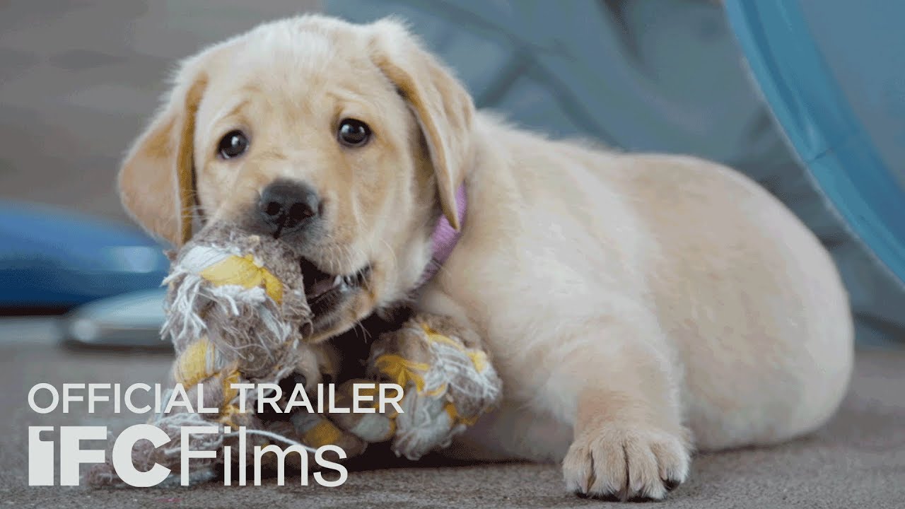 watch Pick of the Litter Theatrical Trailer