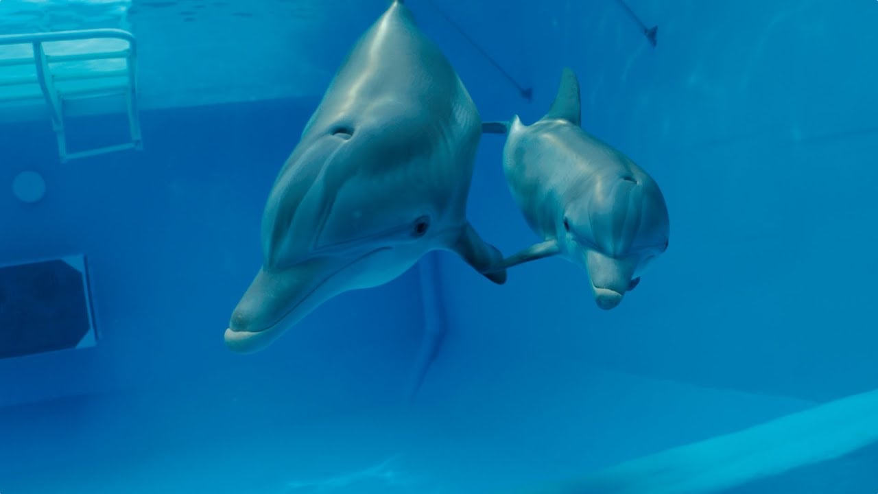 watch Dolphin Tale 2 Theatrical Teaser
