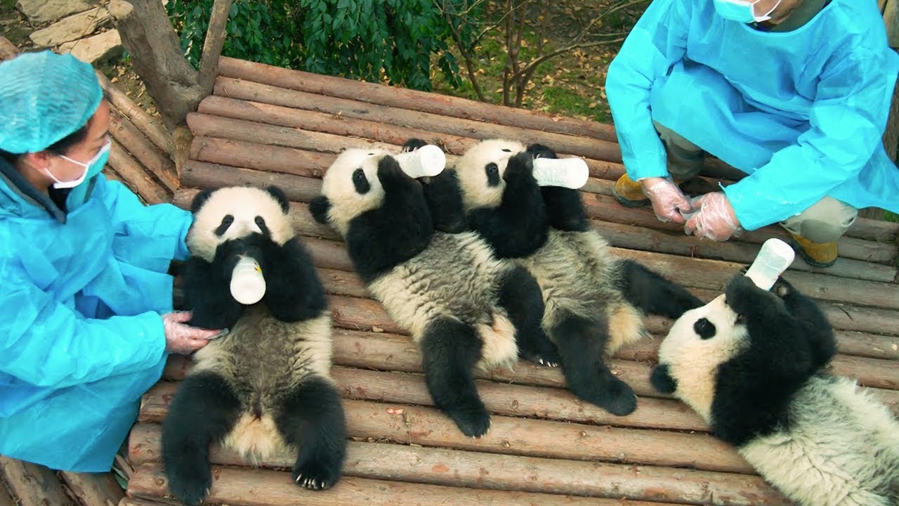 watch Pandas Theatrical Trailer